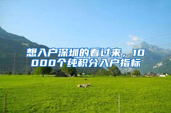 想入户深圳的看过来，10000个纯积分入户指标